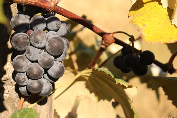 Fresh Ripe Wine Grapes Vineyard Sunny Autumn Day — Photo