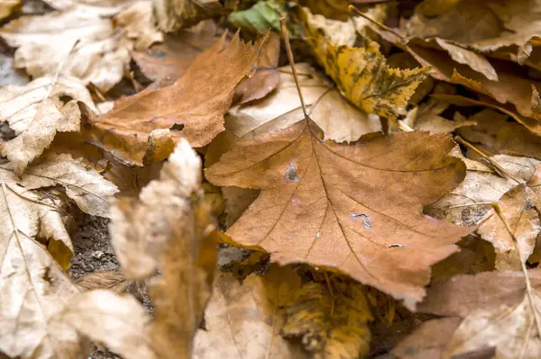 Selective Focus Shot Dry Leaves Fallen Ground Park Autumn Season — Fotografia de Stock