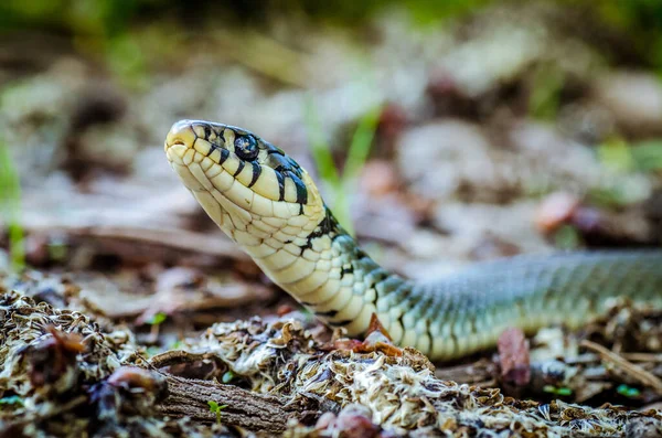 Closeup Shot Snake White Dark Green Patterns Its Head Exploration — Fotografia de Stock