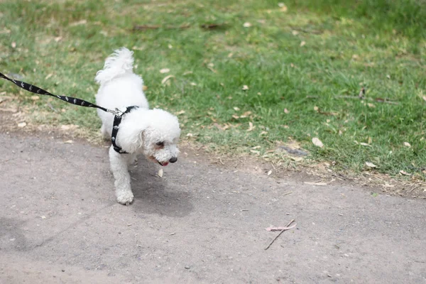 Ένα Χαριτωμένο Σκυλί Που Περπατάει Στο Πάρκο Μια Ηλιόλουστη Μέρα — Φωτογραφία Αρχείου