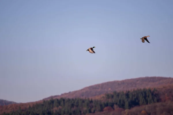 Couple Flying Wild Ducks Blurry Clear Sky — Stockfoto