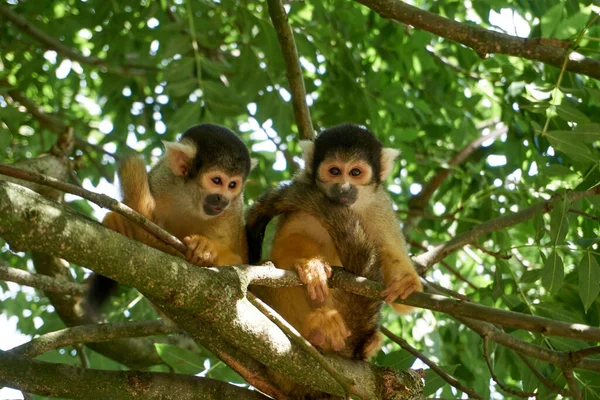 Dois Adoráveis Macacos Esquilo Uma Árvore — Fotografia de Stock