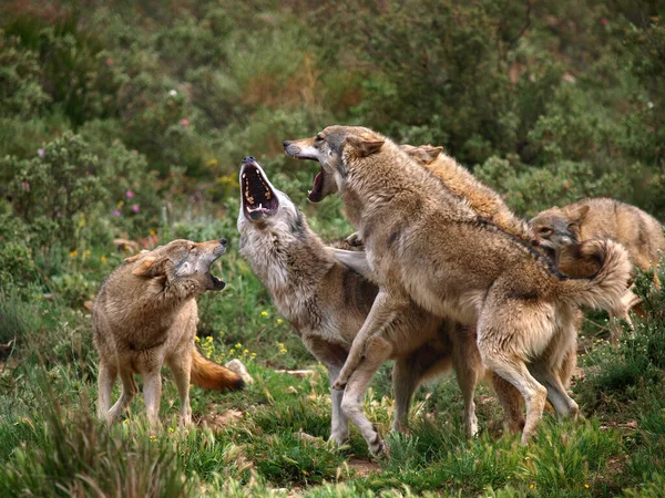 Group Wolves Canis Lupus Forest Spain — Stock Fotó