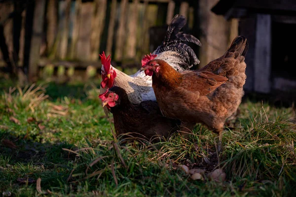 Flock Free Range Chickens Foraging Grasses Farm — Fotografia de Stock