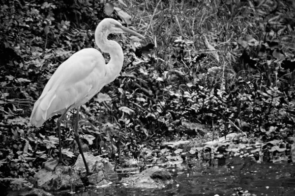 Grayscale Tall White Great Egret Ardea Alba Pond — Fotografia de Stock