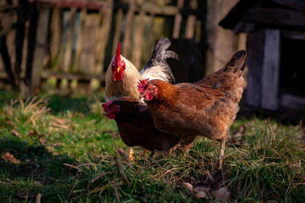 Flock Free Range Chickens Foraging Grasses Farm — Stockfoto