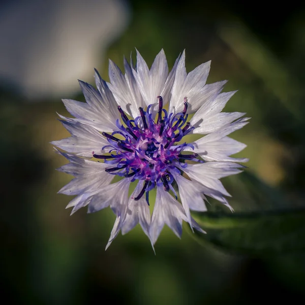 Beautiful Square Closeup Shot Cornflower — Foto de Stock