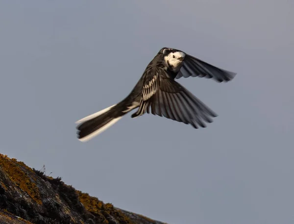 Magpie Flying Lichen Covered Surface Gloomy Sky — Stockfoto