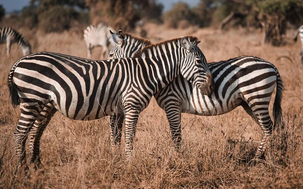 Selective Focus Shot Zebras Dry Grass Field — Fotografia de Stock