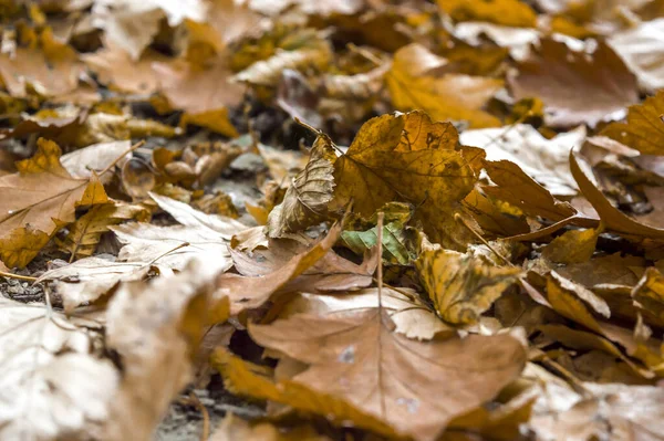 Selective Focus Shot Autumn Season Dry Leaves Ground Park — Fotografia de Stock