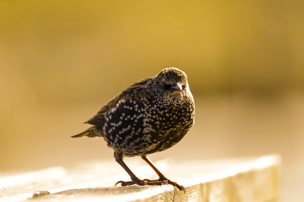 Closeup Shot Cute Sparrow Perched Ground — Stockfoto