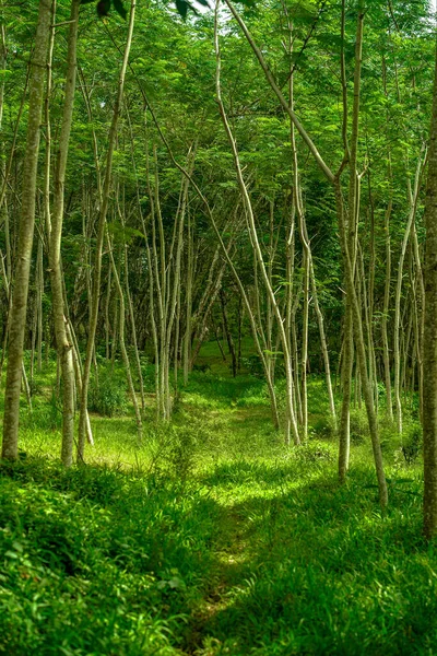 Вертикальний Знімок Доріжки Оточеної Деревами Прекрасному Парку — стокове фото
