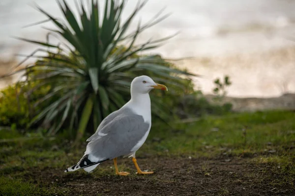 Seagull Park Summer — Foto de Stock