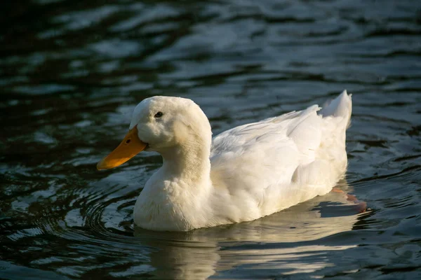 Duck Water Surface — Stock fotografie