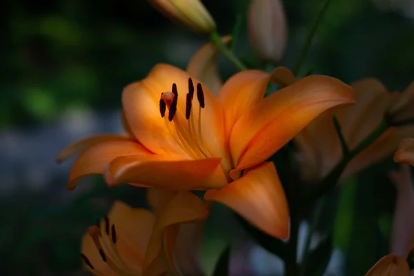 Shallow Focus Yellow Lily Flower Blurred Background — Φωτογραφία Αρχείου
