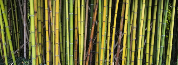 Forest Tall Green Bamboo Trees Sunny Day Aragon Spain — Stockfoto