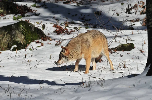 Closeup Shot Wolf Canis Lupus Winter Forest — Photo