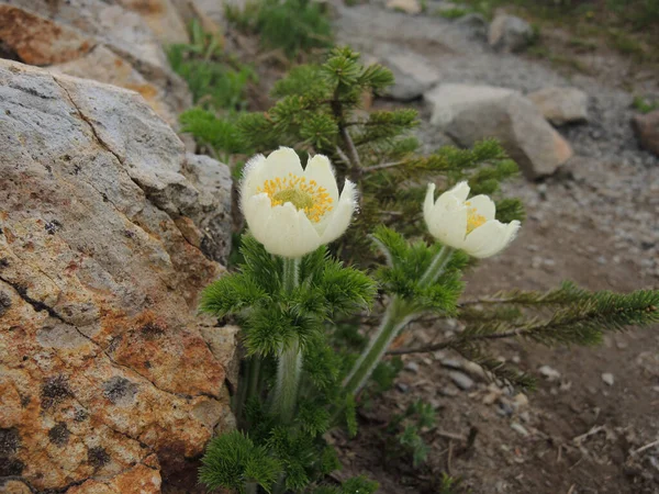 Closeup White Pasqueflowers Growing Outdoors — Zdjęcie stockowe