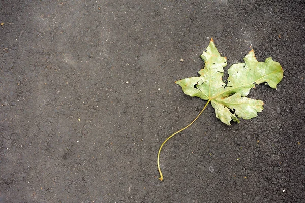 Fallen Autumn Leaf Ground — Fotografia de Stock