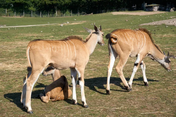 Close Group Antelopes Walking Field Sunny Day — Stockfoto