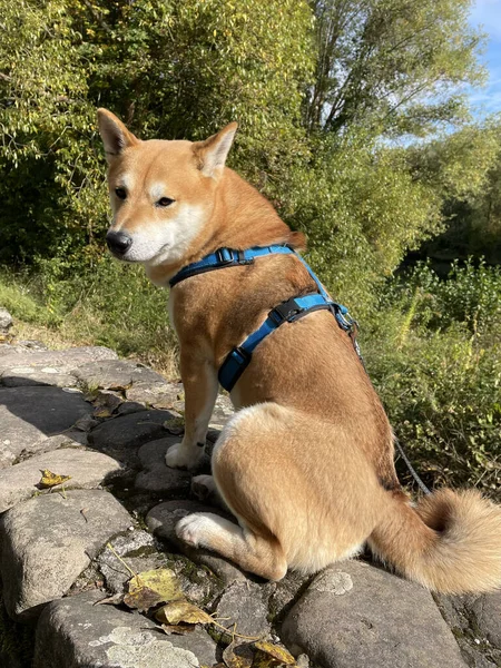 Vertical Shot Red Shiba Inu Sitting Stone Park — Photo