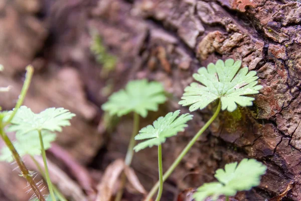 Green Leaves Dovesfoot Geranium Rough Tree Trunk Surface — ストック写真