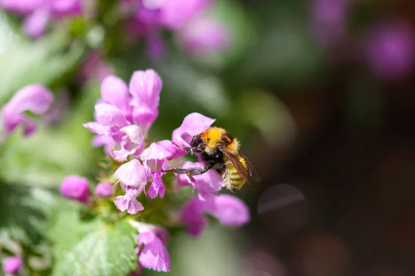 Macro Shot Bee Crawling Purple Flower Blurred Background — 图库照片