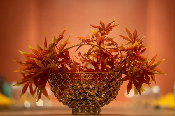 Beautiful Closeup Decorative Orange Rotala Macrandra Plant Put Vase Blurry — Stockfoto