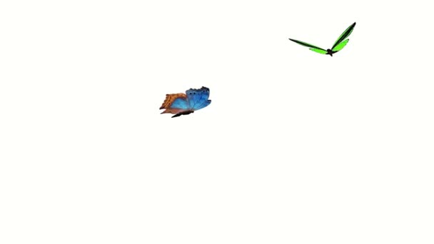 Animation Vackra Flygande Fjärilar — Stockvideo