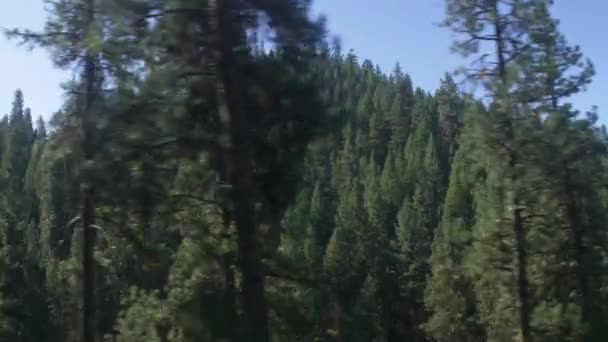 Paesaggio Forestale Con Alberi Foglie Verdi — Video Stock
