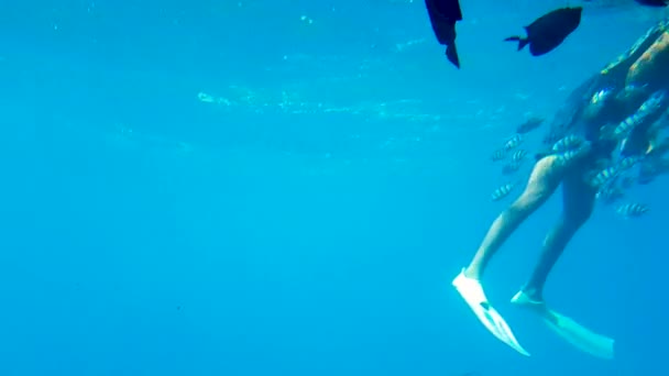 Podwodny Widok Nurka Pięknymi Tropikalnymi Rybami — Wideo stockowe