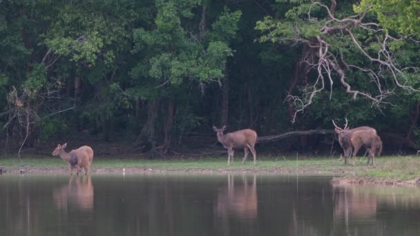 Ormandaki Vahşi Hayvan Sürüsü — Stok video