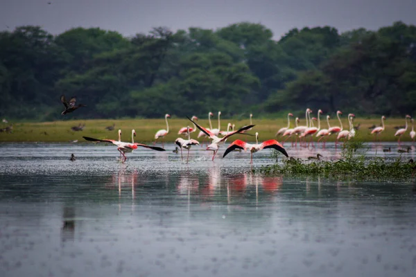 Closeup Shot Pink Flamingos Water — Stok fotoğraf