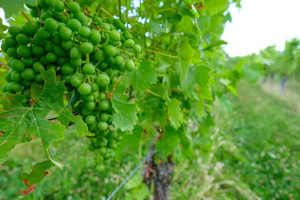 Close Green Grapes Vine Plant — Stock Photo, Image