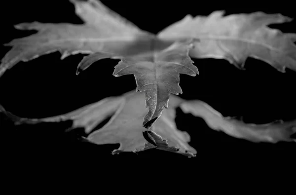 Grayscale Shot Maple Leaf Reflecting Mirror — 图库照片