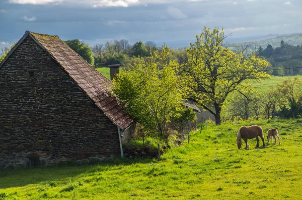 Beautiful View Saint Bonnet Salers Horse Grazing Grass Her Foal — Zdjęcie stockowe