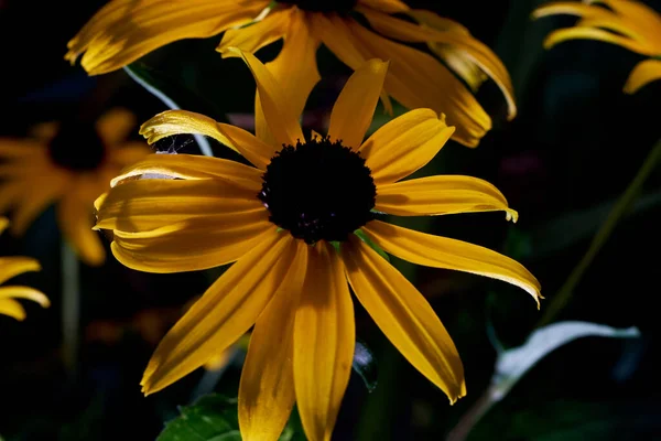 Closeup Black Eyed Susan Flower — 스톡 사진