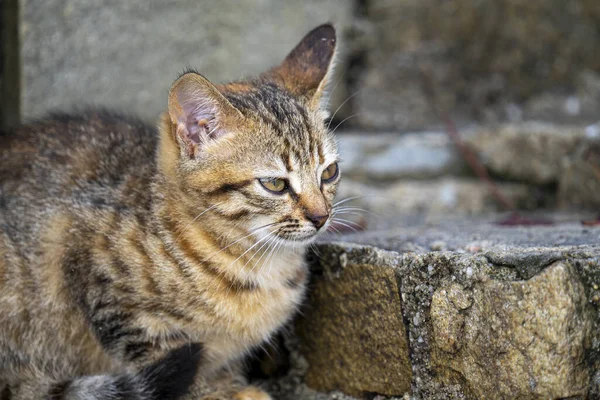 Soft Focus Tabby Cat Looking Afar While Sitting Concrete Steps — Stockfoto