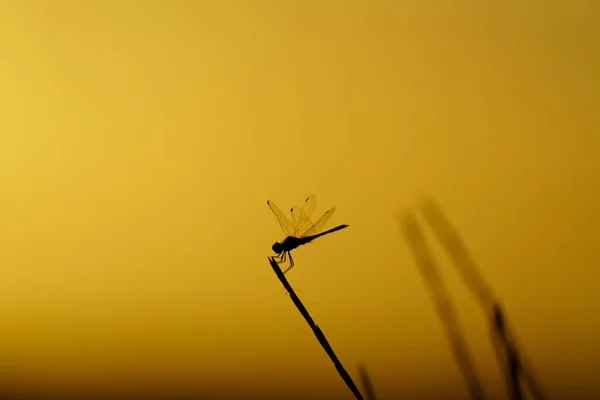 Silhouette Shot Dragonfly Stem Golden Hour — 스톡 사진