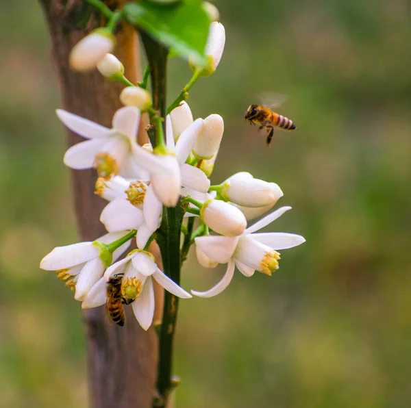 Selective Bees Collecting Pollen Blooming Lemon Tree — Stock fotografie