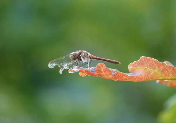 Een Close Van Een Gewone Donkere Libelle Een Oranje Blad — Stockfoto