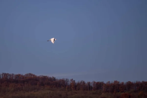 Flying White Heron Field Clear Blue Sky — стоковое фото