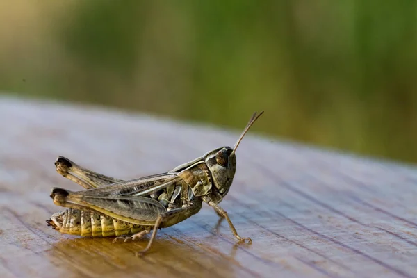 Selective Focus Shot Grasshopper Wooden Surface — стоковое фото