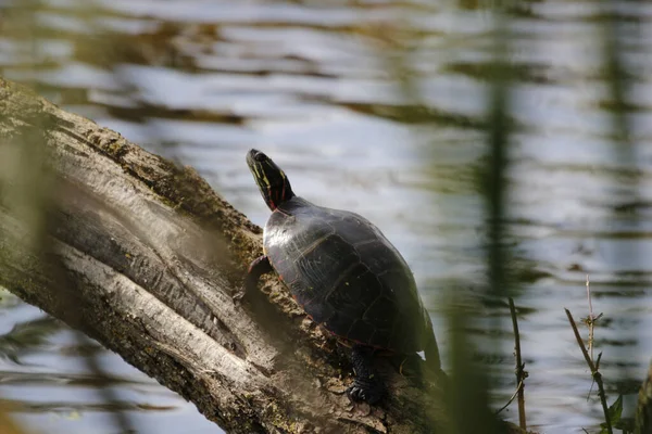 Basking Turtle Old Piece Wood Water Surface Sunny Day — Fotografia de Stock