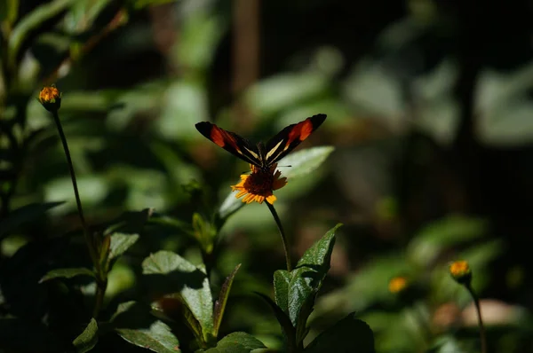 Tiro Seletivo Foco Uma Borboleta Vermelha Uma Flor Amarela — Fotografia de Stock