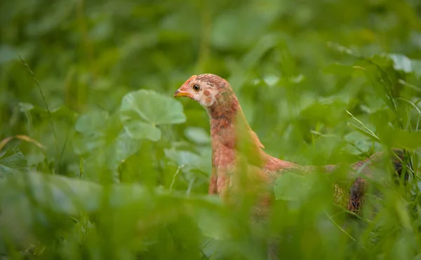 Closeup Shot Free Range Chick Foraging Grasses Farm — Zdjęcie stockowe