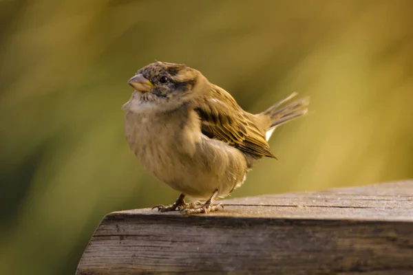 Closeup Shot Cute Sparrow Perched Ground — ストック写真