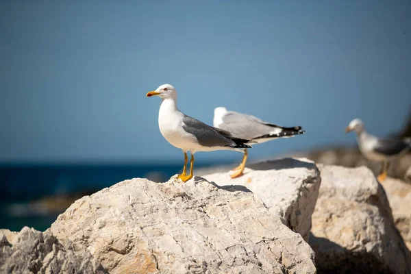 Closeup Shot Gray Seagull Rock — Stockfoto