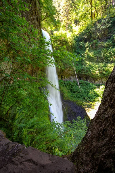 Beautiful View Waterfall Surrounded Lush Trees Plants Silver Falls State — Fotografia de Stock