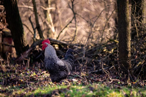 Rooster Farm Blurred Background — Fotografia de Stock